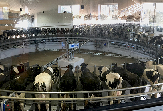 Cows in a circular cattle cage